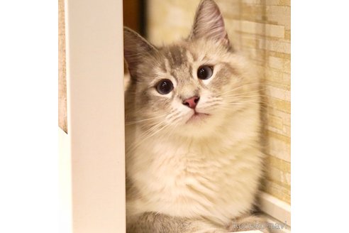 こまちちゃん1枚目
